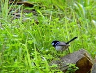 Morialta Bed And Breakfast - Accommodation Asia 0