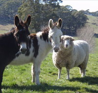 Avaleigh Elms Farmstay