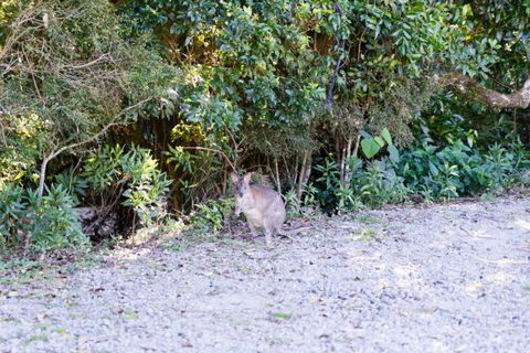Lamington National Park Camping Ground - Accommodation China 1