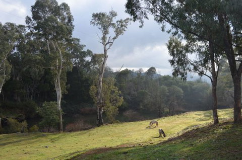 Nug Nug Wah Homestead - Accommodation China 2