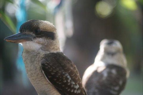 Takarakka Bush Resort Carnarvon Gorge - Accommodation Asia 5