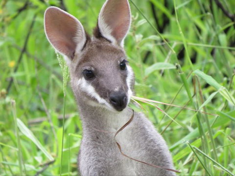 Takarakka Bush Resort Carnarvon Gorge - Accommodation Asia 8