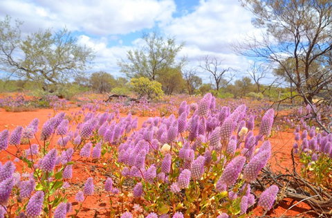 Murchison Oasis Roadhouse, Motel, Caravan Park - Accommodation Asia 1