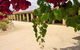 Corinium Roman Villa - thumb 0
