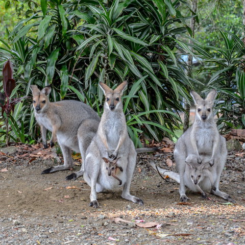 Maleny Country Cottages - Accommodation Asia 9