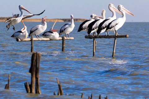 Pelican Perch Retreat - Accommodation Asia 0