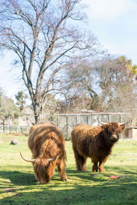 Ratho Farm - Accommodation Asia 8