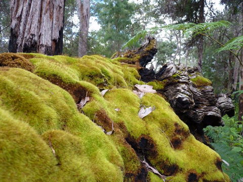 Fernhook Falls Camp At Mount Frankland South National Park - Accommodation Guide 0