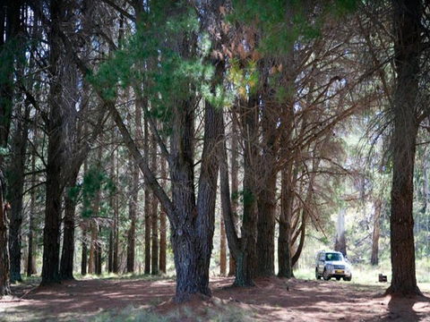 The Pines Campground - Accommodation China 1