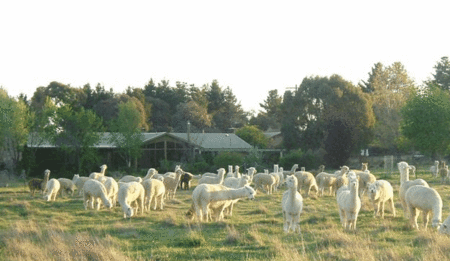 Glenhope Alpacas Self Contained Bb/farmstay - Accommodation Asia