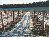 Treen Ridge Vineyard Accommodation - Accommodation Guide 1