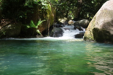 Daintree Secrets Rainforest Sanctuary - Accommodation Guide 0