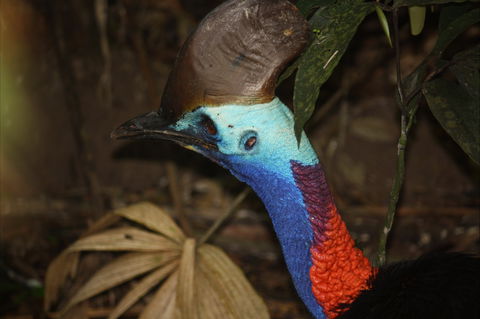 Daintree Wilderness Lodge - Accommodation Guide 1