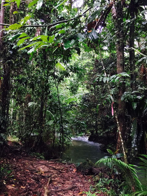 Daintree Wilderness Lodge - Accommodation Guide 2
