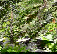 Daintree Ecolodge - Accommodation Asia