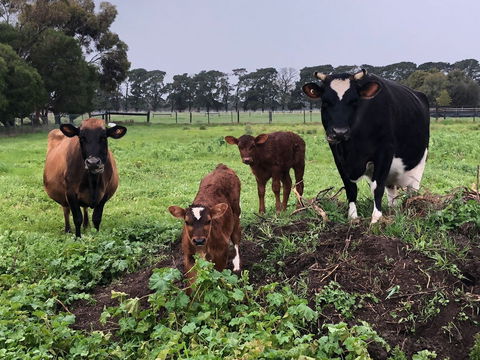 Torquay Farmstay Studio Truck - Accommodation China 2