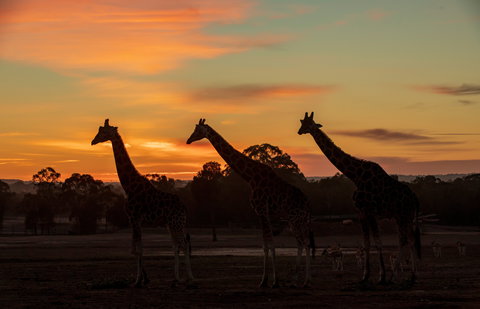 Zoofari Lodge, Taronga Western Plains Zoo Dubbo - Accommodation Asia 1