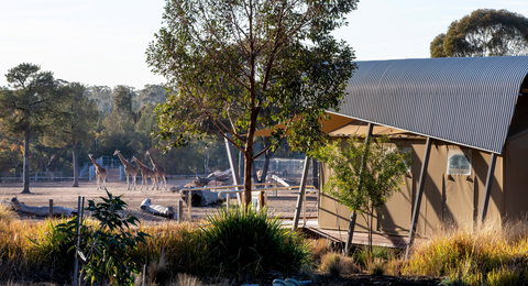 Zoofari Lodge, Taronga Western Plains Zoo Dubbo - Accommodation Asia 2