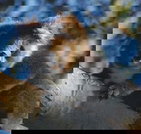 Bimbi Park Camping Under Koalas - Accommodation Guide