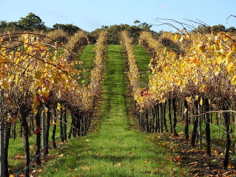 Miners Ridge Vineyard Railway Carriage B&B - Accommodation Asia 1