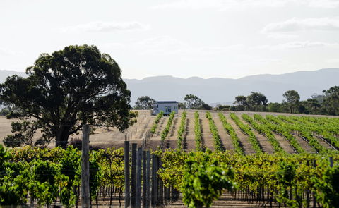 Hounds Run Vineyard - Accommodation Asia 1