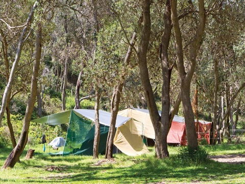 Pebbly Beach Campground - Yuraygir National Park - Accommodation Guide 1