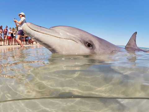 RAC Monkey Mia Dolphin Resort - Accommodation China 2