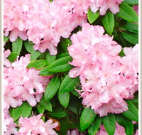 Cambridge Cottages - Accommodation Asia