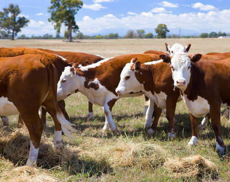 Mount Pleasant Homestead - Accommodation Asia 4