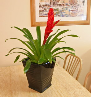 Beachcomber Motel And Apartments - Accommodation China 2