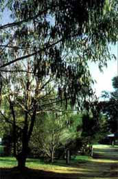 Mallacootas Shady Gully Caravan Park - Accommodation Asia 0