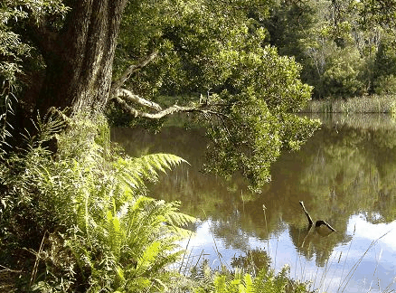 Weldborough Hotel - Accommodation Guide