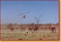 Kings Creek Station - Accommodation Guide 2