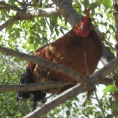 Perth City Farm Organic Markets - Accommodation China 3