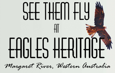 Eagles Heritage Raptor Wildlife Centre - Accommodation Asia 0