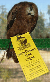 Eagles Heritage Raptor Wildlife Centre - Accommodation Asia 1