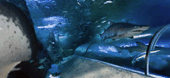 The Aquarium Of Western Australia - Accommodation Asia 3