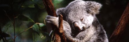 Koala and River Cruise by Mirimar Cruises - Accommodation China