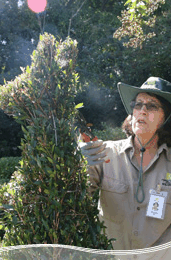 Roma Street Parkland - Accommodation China 1