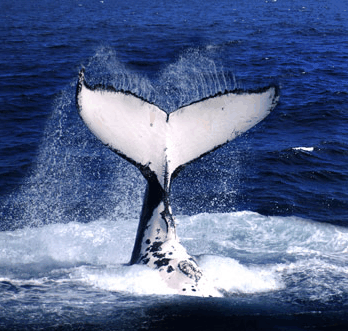 Brisbane Whale Watching - Accommodation Guide