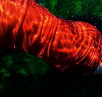 Dark Horse Experiment - Accommodation China