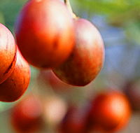 Tropical Fruit World - Accommodation Asia