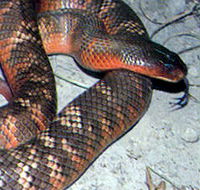 Armadale Reptile  Wildlife Centre - Accommodation Guide