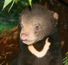 Perth Zoo - Accommodation China