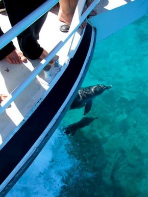 Pelican Charters - Accommodation China 0