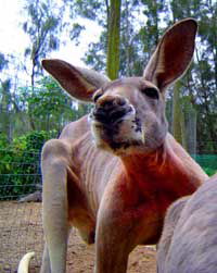 Birdland Animal Park - Accommodation Asia 3