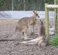 Jirrahlinga Koala  Wildlife Sanctuary - Accommodation Guide