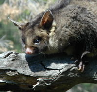 Moonlit Sanctuary Wildlife Conservation Park - Accommodation Guide
