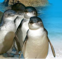 Phillip Island Penguin Parade - Accommodation China