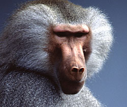 Alma Park Zoo - Accommodation China 1